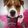 Stevi & Schnück‘s Hundemarmelade Einhorn DŻEM DOBRY JEDNOROŻEC 275g