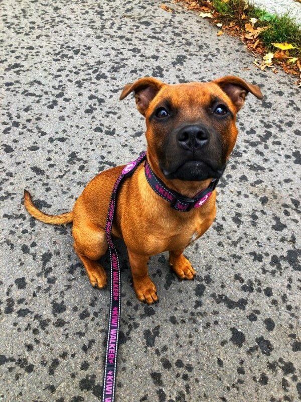 Kiwi Walker SMYCZ rozmiar M różowa