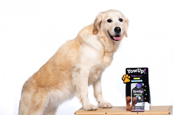 ZESTAW! YOW UP! Prebiotyki Jogurt naturalny dla psa + Skóra i Sierść + Zdrowe Stawy 3 x 115g