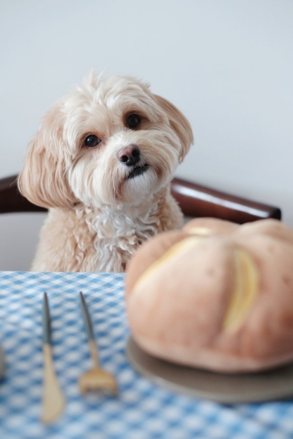 Pups &amp; Bubs CHEESY BREAD Serowa bułeczka zabawka węchowa 
