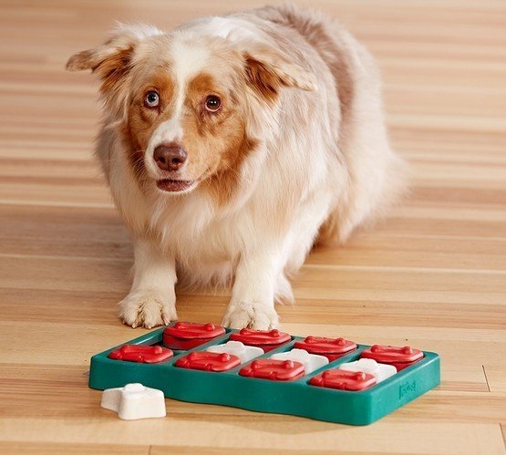 Nina Ottosson Dog Brick - gra edukacyjna dla psów - poziom 2