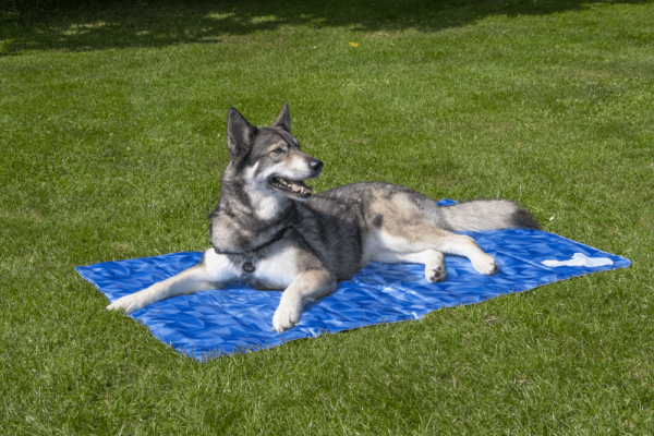 CoolPets PREMIUM Mata chłodząca rozmiar L