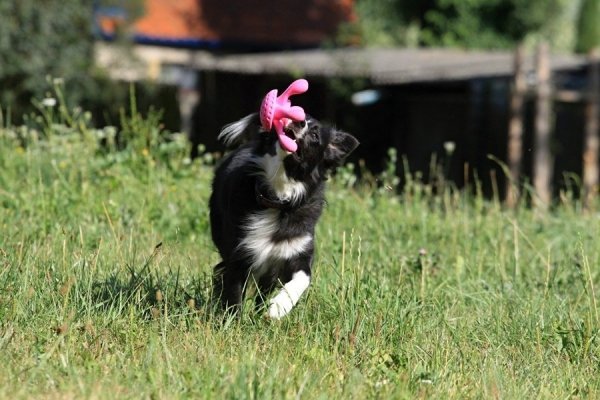 Kiwi Walker Let's Play! OCTOPUS Maxi ośmiornica różowa