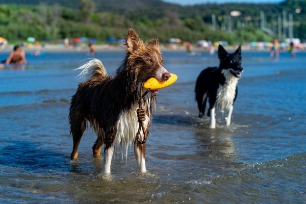 Kiwi Walker Let's Play! ZEPPELIN Mini aport niebieski