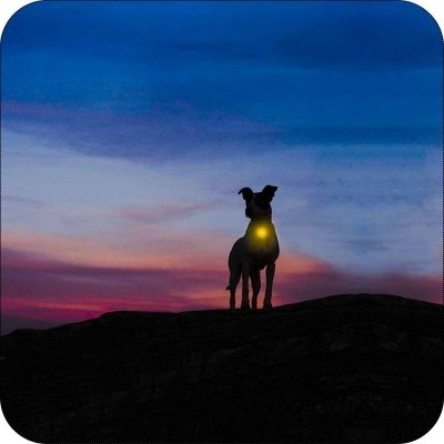 lampka led na obrożę świecąca