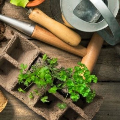 doniczki torfowe bio do wysiewu rozsady pikowania