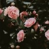 CM - Świeca XXL 3,5 kg. Bulgarian Rose and Oud