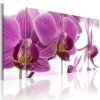 Obraz - Marvelous orchid
