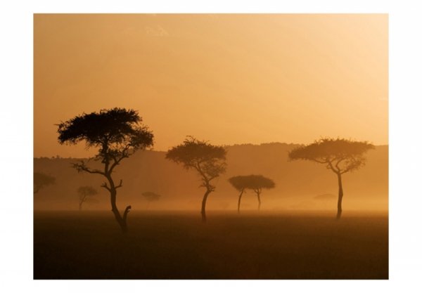 Fototapeta - Massai Mara