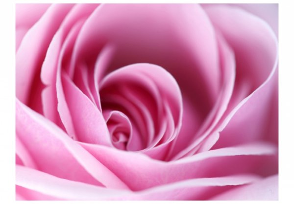 Fototapeta - Różowa róża