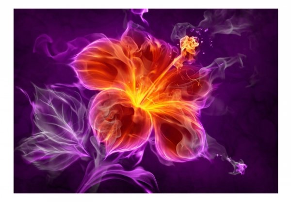 Fototapeta - Ognisty kwiat w purpurze