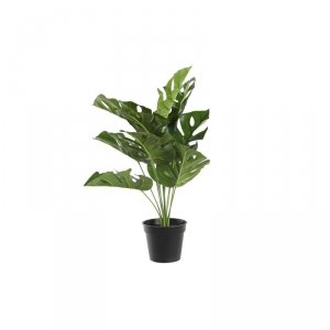 Roślina Dekoracyjna DKD Home Decor Monstera Kolor Zielony PP PE (48 x 42 x 51 cm)