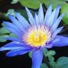Blue Lotus Attar 1 ml perfumy bezalkoholowe próbka