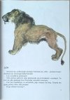 Eugeniusz Czaruszyn  Moja pierwsza zoologia - ilustracja