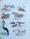 Christopher Perrins • Ilustrowana encyklopedia ptaków. Przewodnik po świecie ptaków - fragment