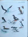 Christopher Perrins • Ilustrowana encyklopedia ptaków. Przewodnik po świecie ptaków - fragment