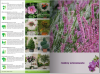 Katalog roślin 2016. Drzewa, krzewy, byliny
