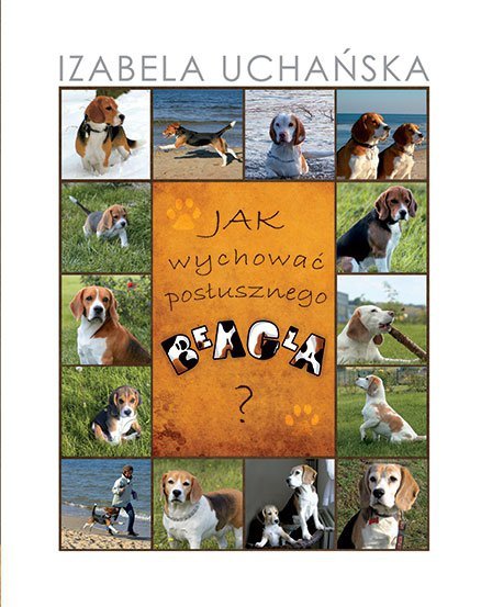 Jak wychować posłusznego beagla