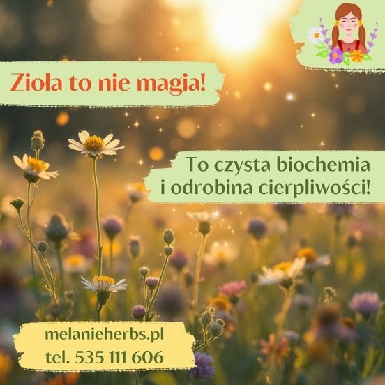 Jak stosować zioła, aby naprawdę działały?