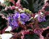 African Violet EK-SEA URCHINS - EK-Morskiye Yezhi