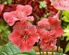 Streptocarpus PEACH 