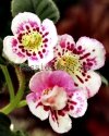 Mini Sinningia Seeds SRG'S ASSEEN