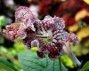Streptocarpus UA-RETRO