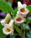 Sinningia HCY'S PEACH FRAGRANCE