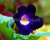 Streptocarpus VICTORIA - PK-VICTORIA