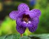 Sinningia STARGAZER
