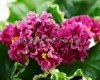 African Violet Seeds VAT-KUDRYAVAYA PRINTSESSA 