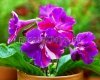 Streptocarpus DS-KALEIDOSCOPE - DS-KALEYDOSKOP