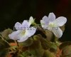 Micro Mini Sinningia pusilla IMBE