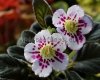 Mini Sinningia Seeds SRG'S ASSEEN
