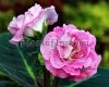 Gloxinia PF-PINK LADY 