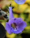 Mini Sinningia SRG'S BLUE DIAMOND