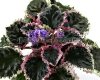 African Violet EK-SEA URCHINS - EK-Morskiye Yezhi