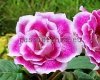 Gloxinia PF-JANE EYRE