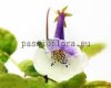 Mini Sinningia LEO B 