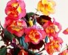 Achimenes ALEXANDRA SHVELIDZE xAchimenantha