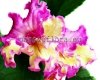 Streptocarpus DEM-KONFETKA