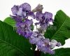 Streptocarpus AD-Little Candy