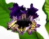 Streptocarpus TF-BEETHOVEN 