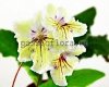 Streptocarpus OD-DANDELION WINE - OD-VINO IZ ODUVANCHIKOV