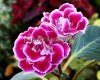 Gloxinia PF-JANE EYRE