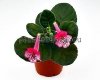 Mini Sinningia SIMSIM PLAYFULL BUTTERFLIES