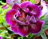 Gloxinia PF-DOUBLE CHERRY sinningia speciosa