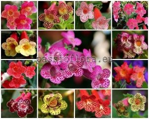 Kohleria Seeds MIX OF DIFFERENT HYBRIDS 