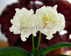 Streptocarpus Seeds  DS-MERINGUE x other hybrids