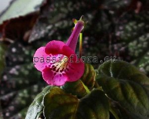 Mini Sinningia  BAL-SPOTTED KITTEN